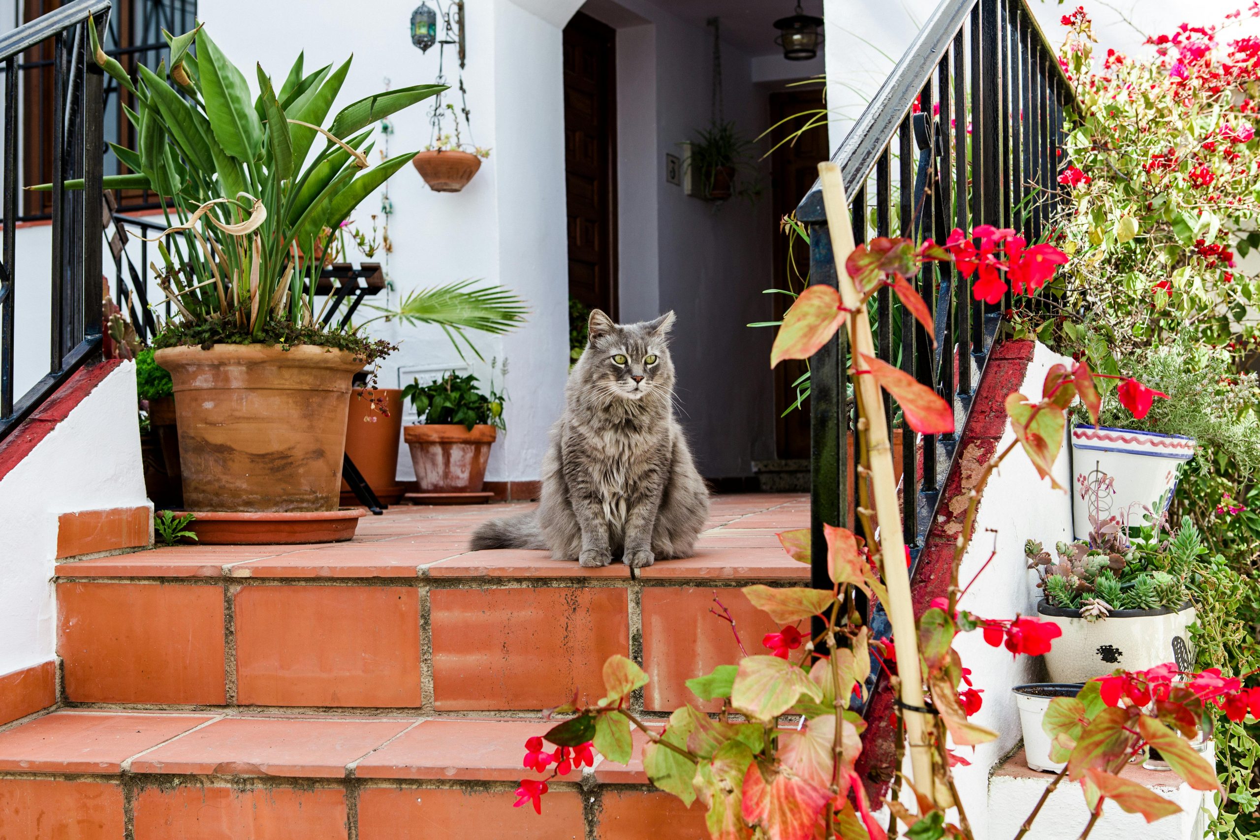 gray cat sitting on the steps to a house, surrounded by potted plants