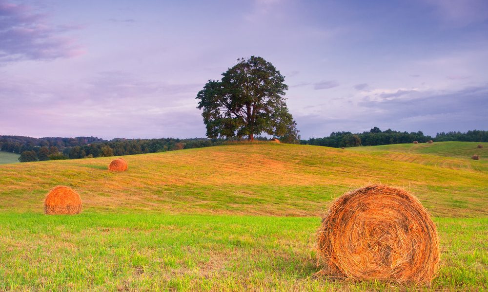 purchasing land